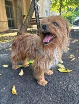 🐾 BERNIE kleiner Yorkshire-Held sucht - Kassel