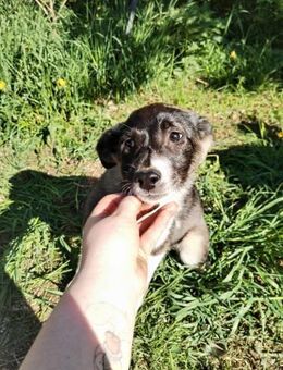 Zwerglein Resi❤️sucht ihre Menschen - Rott (Inn)