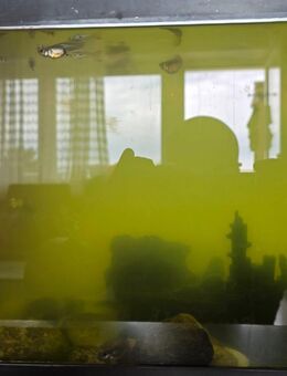 Guppys inklusive Aquarium zu verkaufen - Memmingen