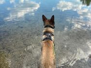 Belgischer Mali - Schäferhund - Neutraubling