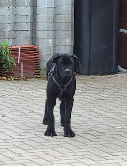 Vega, a.d.Tierschutz, sucht schutzhunderfahrenes Zuhause - Krauschwitz
