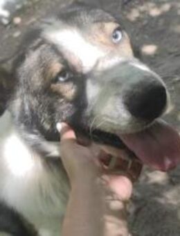 ♡Blue♡ - mit den schönen blauen Augen - Alfeld (Leine)