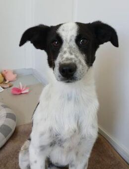 ☯️ Fröhliches Welpenmädchen Yin 🐶🌟 - Eislingen (Fils)