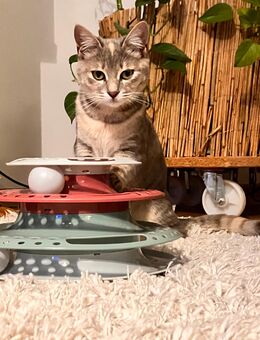 Tilly: Kitten Katzenbaby aus dem Tierschutz - Stuttgart