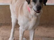 Handicaphund Snowdonia sucht ihr Glück - Berlin