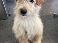 Lucky💗wartet in 78247 Schlatt am Randen - Hamburg