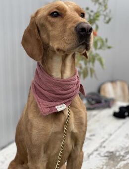 Pepita- liebenswerte, hübsche Junghündin - Berlin