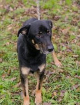 ARES - fröhlich gemeinsam unterwegs - Overath