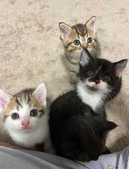 BKH-Mix Kitten - Friedberg (Hessen)