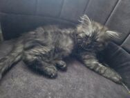Bkh perser mix babykatzen - Lichtenfels Zentrum