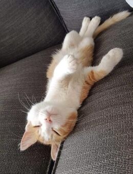 Finik - der kleinste Kolonist - Kirchheim (München)