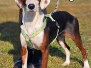 Isy sucht ein Zuhause - Linden (Hessen)