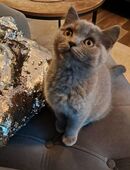 BKH Weibchen 550 VB in 28329