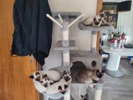 Siam Katzen suchen zuhause - Bünde