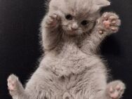BKH KITTEN British Kurzhaar * Junge und Mädchen * entwurmt und stubenrein * beide Eltern leben in Hannover - Hannover