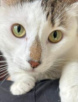 NOTFALL ❣️Nasuc - süßes 😻 Katerchen❣️ - Eislingen (Fils)