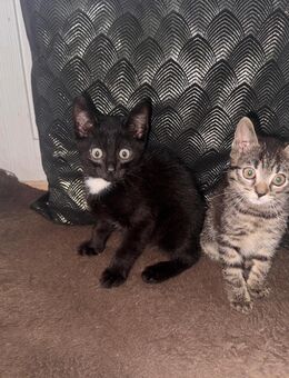 Kitten❤Katze❤Kater❤Katzenjunges❤ Katzenbaby❤ suchen ein liebevolles Zuhause - Knüllwald