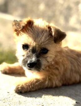 Lettie & Lisett 2 süße Mini-Schwestern - Kempen