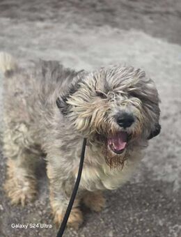 Sunny - wer lässt ihn strahlen? - Overath