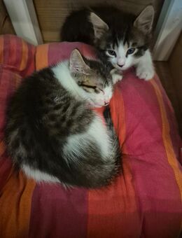 EKH Kitten - Gladbeck
