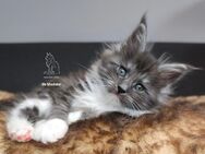 Verspieltes Maine Coon Kitten mit Stammbaum - Laupheim Zentrum