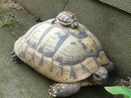 Griechische Landschildkröten THB (Ostrasse) - Barsinghausen