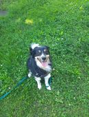 Nala sucht Zuhause in 89522