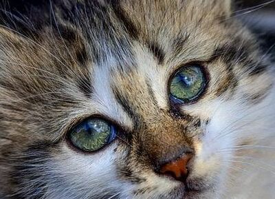 Profil