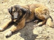 Sanfte Dalma sucht..... - Meuselwitz