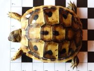 Griechische Landschildkröten THB Nachzucht 2022 Schildkröte - Ostelsheim