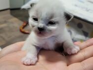 Heilige Birma Kitten vom Züchter - Schönwalde-Glien