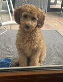 Liebevolles Zuhause für Simba gesucht in 77855