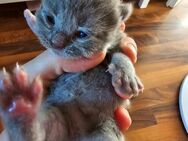 BKH Kitten geboren am 21.04.24 - Berlin