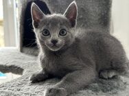 Russisch Blau Kitten #demnächst zum ausziehen bereit# reinrassig - Aldingen