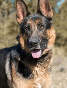 COCO sucht seine hundeerf. Menschen! - Geilenkirchen