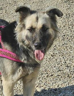 Bildschöner lieber Husko sucht sein Heim - Mannheim