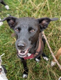 Zuhause gesucht: JUNA (w) in 36355 - Büdingen