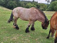 Kaltblut Reitstute Freizeitpferd - Beltheim