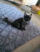 2 Zuckersüsse Maine Coon Bubis in 86447