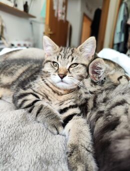 Süßes Kitten sucht liebevolles Zuhause - Weyerbusch