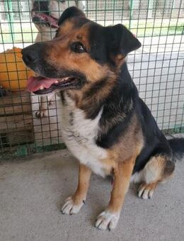 PIO - von der Kette befreit... - Obertshausen