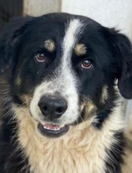 Cars, geb. ca. 12/2023, GRIECHENLAND - Markdorf