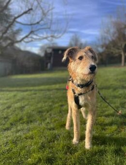 Fuego LM - Liebevoller Gefährte - Neustadt (Rübenberge)