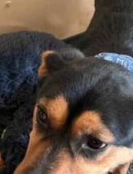 Billy; möchte eine Bezugsperson - Geilenkirchen