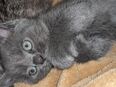 Mischlingskatze kitten in 24568