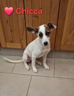 Chicca - sie ist sooo lieb - Höchst (Odenwald)