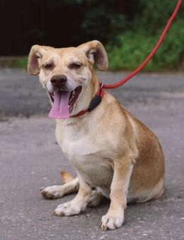 süße Manya sucht Körbchen - Augsburg