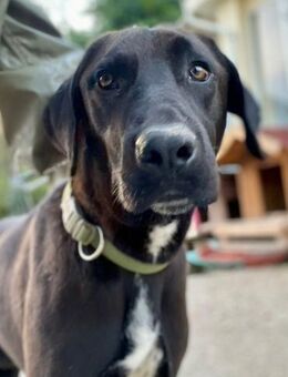 Harry will geliebt werden - Beckingen