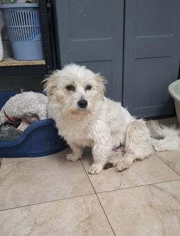 Meggy sucht ein neues Zuhause - Blankenheim (Nordrhein-Westfalen)