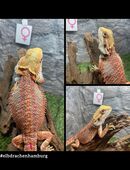 No.3 High Red Blue Bartagame female (pogona vitticeps) NZ April 2025 in 22175